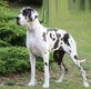 Great Dane Dogs Breed - Information, Temperament, Size & Price | Pets4Homes