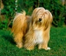 Tibetan Terrier Dogs Breed - Information, Temperament, Size & Price | Pets4Homes