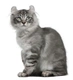 American Curl Cats Breed - Information, Temperament, Size & Price | Pets4Homes