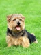 Norfolk Terrier Dogs Breed - Information, Temperament, Size & Price | Pets4Homes