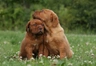 Dogue De Bordeaux Dogs Breed - Information, Temperament, Size & Price | Pets4Homes