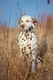 Dalmatian Dogs Breed - Information, Temperament, Size & Price | Pets4Homes
