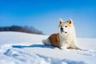 Akita Dogs Breed - Information, Temperament, Size & Price | Pets4Homes