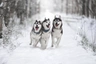 Siberian Husky Dogs Breed - Information, Temperament, Size & Price | Pets4Homes