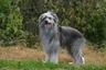 Pyrenean Sheepdog Dogs Breed - Information, Temperament, Size & Price | Pets4Homes