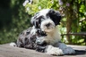 Tibetan Terrier Dogs Breed - Information, Temperament, Size & Price | Pets4Homes