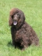 Irish Water Spaniel Dogs Breed - Information, Temperament, Size & Price | Pets4Homes