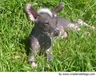 Xoloitzcuintle - Perro Sin Pelo Mexicano Dogs Raza - Características, Fotos & Precio | MundoAnimalia