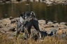 Schnauzer Dogs Breed - Information, Temperament, Size & Price | Pets4Homes