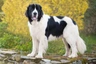 Landseer Dogs Raza - Características, Fotos & Precio | MundoAnimalia