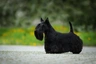 Scottish Terrier Dogs Raza - Características, Fotos & Precio | MundoAnimalia