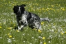 Large Munsterlander Dogs Breed - Information, Temperament, Size & Price | Pets4Homes