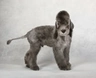 Bedlington Terrier Dogs Breed - Information, Temperament, Size & Price | Pets4Homes
