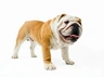 English Bulldog Dogs Breed - Information, Temperament, Size & Price | Pets4Homes