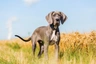 Great Dane Dogs Breed - Information, Temperament, Size & Price | Pets4Homes