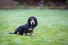 Basset Bleu De Gascogne Dogs Breed - Information, Temperament, Size & Price | Pets4Homes