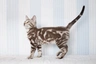 Bengal Cats Breed - Information, Temperament, Size & Price | Pets4Homes