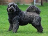 Tibetan Terrier Dogs Breed - Information, Temperament, Size & Price | Pets4Homes