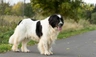 Landseer Dogs Raza - Características, Fotos & Precio | MundoAnimalia