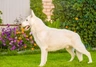 White Swiss Shepherd Dogs Breed - Information, Temperament, Size & Price | Pets4Homes