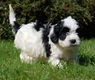 Cavapoo Dogs Breed - Information, Temperament, Size & Price | Pets4Homes