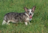 Welsh Corgi Cardigan Dogs Raza - Características, Fotos & Precio | MundoAnimalia