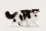 Persian Cats Breed - Information, Temperament, Size & Price | Pets4Homes