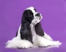 American Cocker Spaniel Dogs Breed - Information, Temperament, Size & Price | Pets4Homes