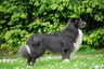 Border Collie Dogs Breed - Information, Temperament, Size & Price | Pets4Homes
