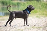 Cane Corso Dogs Raza - Características, Fotos & Precio | MundoAnimalia