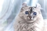 American Curl Cats Breed - Information, Temperament, Size & Price | Pets4Homes