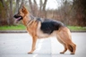German Shepherd Dogs Breed - Information, Temperament, Size & Price | Pets4Homes