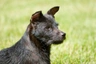 Patterdale Terrier Dogs Raza - Características, Fotos & Precio | MundoAnimalia