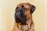 Bullmastiff Dogs Raza - Características, Fotos & Precio | MundoAnimalia