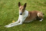 Smooth Collie Dogs Breed - Information, Temperament, Size & Price | Pets4Homes