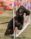 Irish Water Spaniel Dogs Breed - Information, Temperament, Size & Price | Pets4Homes