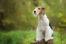 Fox Terrier de Pelo Duro Dogs Raza - Características, Fotos & Precio | MundoAnimalia