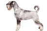 Schnauzer Dogs Breed - Information, Temperament, Size & Price | Pets4Homes