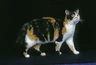 American Wirehair Cats Breed - Information, Temperament, Size & Price | Pets4Homes