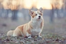 Welsh Corgi Pembroke Dogs Breed - Information, Temperament, Size & Price | Pets4Homes