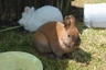 Thuringer Rabbits Breed - Information, Temperament, Size & Price | Pets4Homes