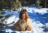 American Cocker Spaniel Dogs Breed - Information, Temperament, Size & Price | Pets4Homes