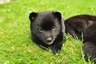 Schipperke Dogs Raza - Características, Fotos & Precio | MundoAnimalia