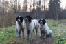 Landseer Dogs Raza - Características, Fotos & Precio | MundoAnimalia