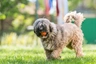 Tibetan Terrier Dogs Breed - Information, Temperament, Size & Price | Pets4Homes