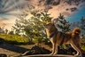 Japanese Shiba Inu Dogs Breed - Information, Temperament, Size & Price | Pets4Homes