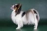 Papillon Dogs Breed - Information, Temperament, Size & Price | Pets4Homes