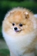 Pomeranian Dogs Breed - Information, Temperament, Size & Price | Pets4Homes