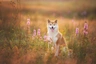 Japanese Shiba Inu Dogs Breed - Information, Temperament, Size & Price | Pets4Homes