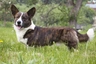Welsh Corgi Cardigan Dogs Raza - Características, Fotos & Precio | MundoAnimalia